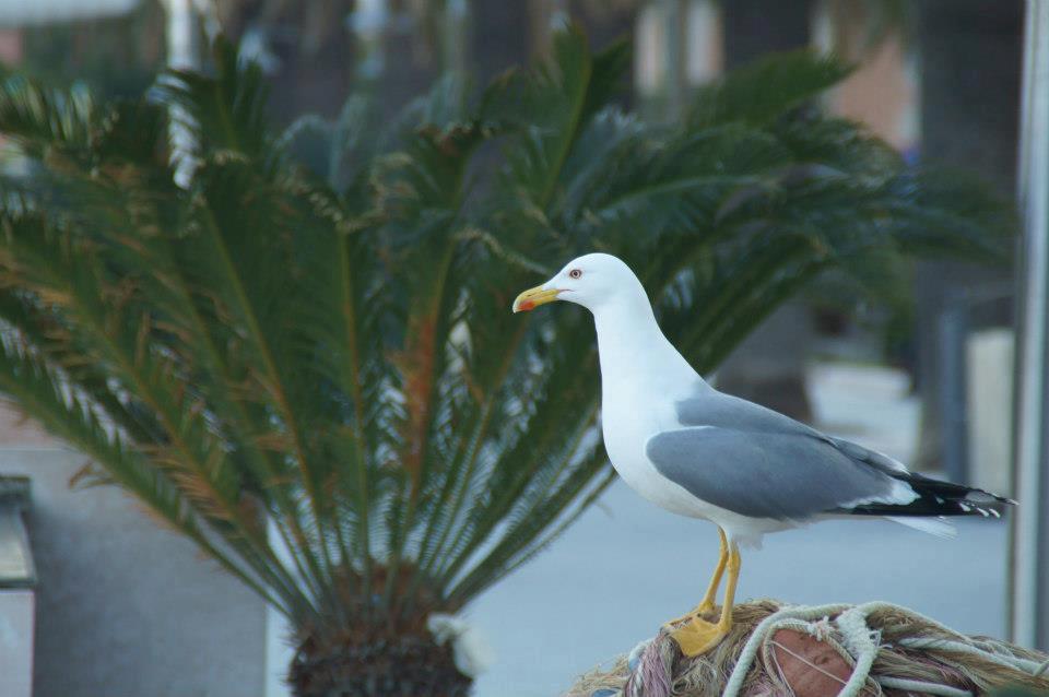 Hotel Fiorenza & Banksia Meuble Alassio Exterior foto